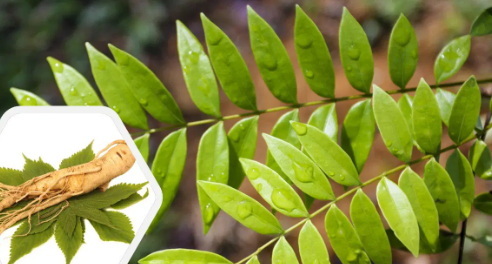 כיצד מחלץ טונגקט עלי משפיע על תפקוד קוגניטיבי