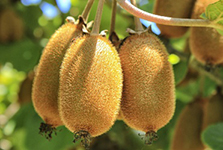 Kiwi Fruit Powder Extract