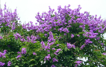 Banaba Leaf Extract Corosolic Acid3 Ekstrak Daun Banaba Asam Korosolat3