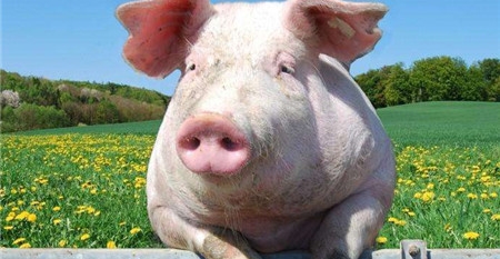 国务院：猪肉产能稳定在5500万吨左右，防止生产大起大落