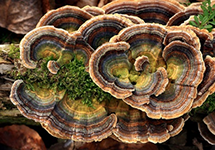Polisakarida Ekstrak Coriolus Versicolor