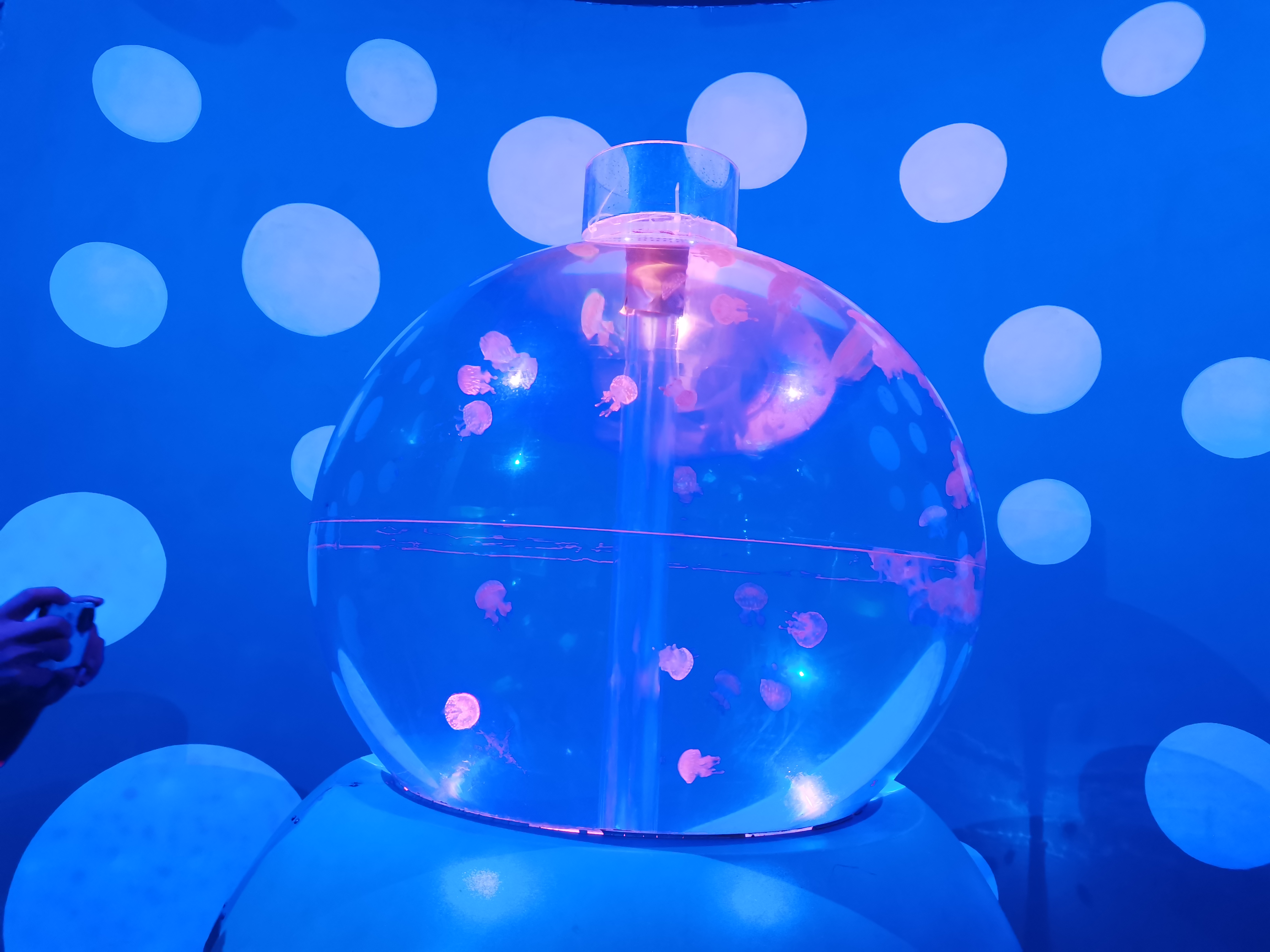Akrilo medūzų akvariumas - dizainas