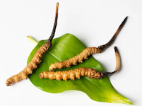 Ophiocordyceps sinensis