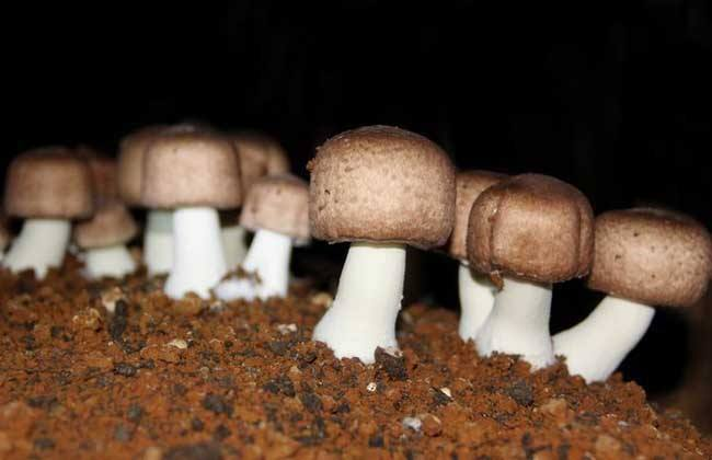 Polisacharydy Agaricus Blazei Murrill