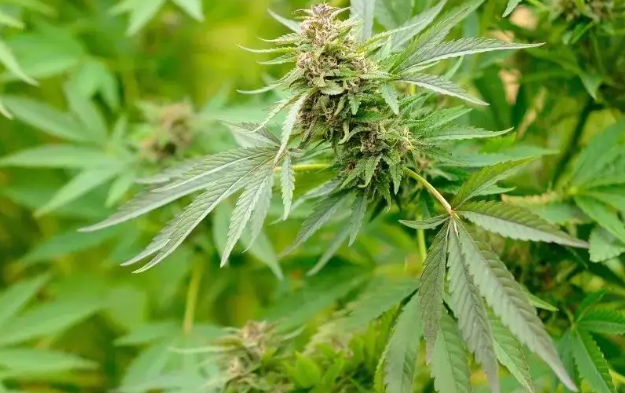 Alabama sets fees and timeline for medical marijuana licensing