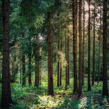 Carta Kraft certificata FSC