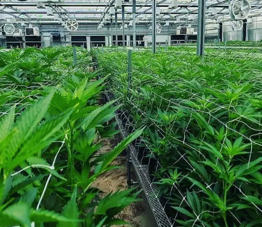 Illinois marijuana licensees seek ownership rule changes