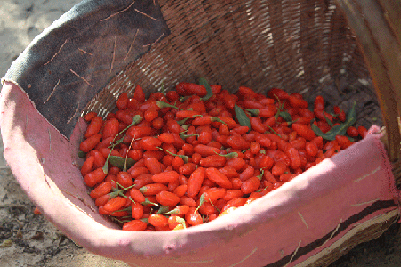 الموردين العضوية غوجي بيري | Ningxia Pure Goji Biology Technology Co.,Ltd